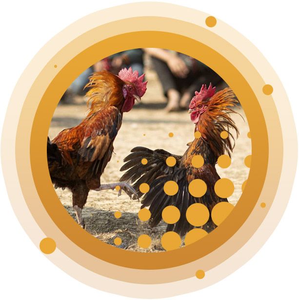 Cockfight-About-2
